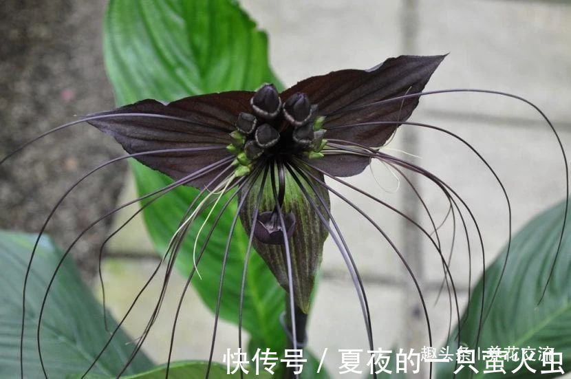 特别小众的13种奇特观赏盆栽,适合养在桌面上,看着都想养几盆