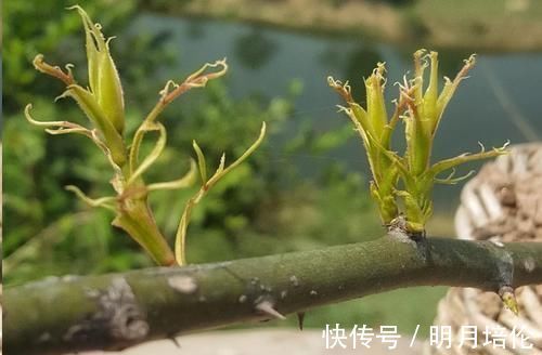 蓝妖|月季花发芽了却没叶子都怪土里这个物质太多