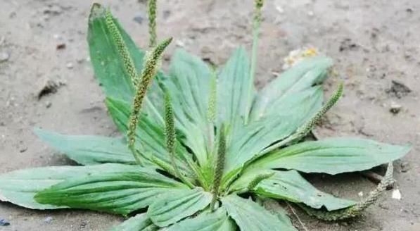  香椿|蒲公英、香椿、榆树钱、白蒿，一种野菜就能治一种病，了解一下