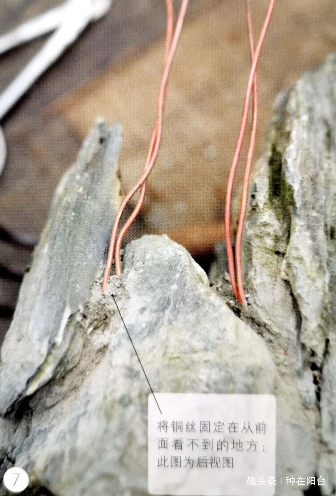 网篮|山水盆景不是非“水”不可,看山石与树木如何演绎一道山水盆景!