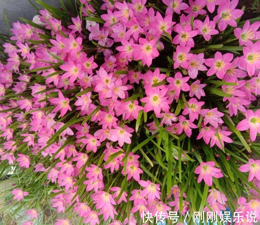 抗病、不招虫的天竺葵，屋里养一盆，开花一茬接一茬