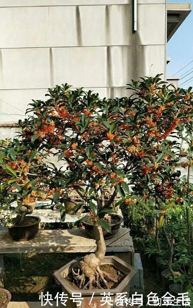 花农把这种花用树桩一嫁接,形状好看了,价格立马涨了几十倍