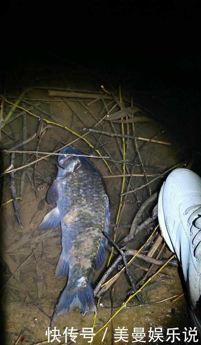 药鱼|南康一河道，夜晚大量河鱼靠岸，附近钓鱼人：好几斤的大鱼都有