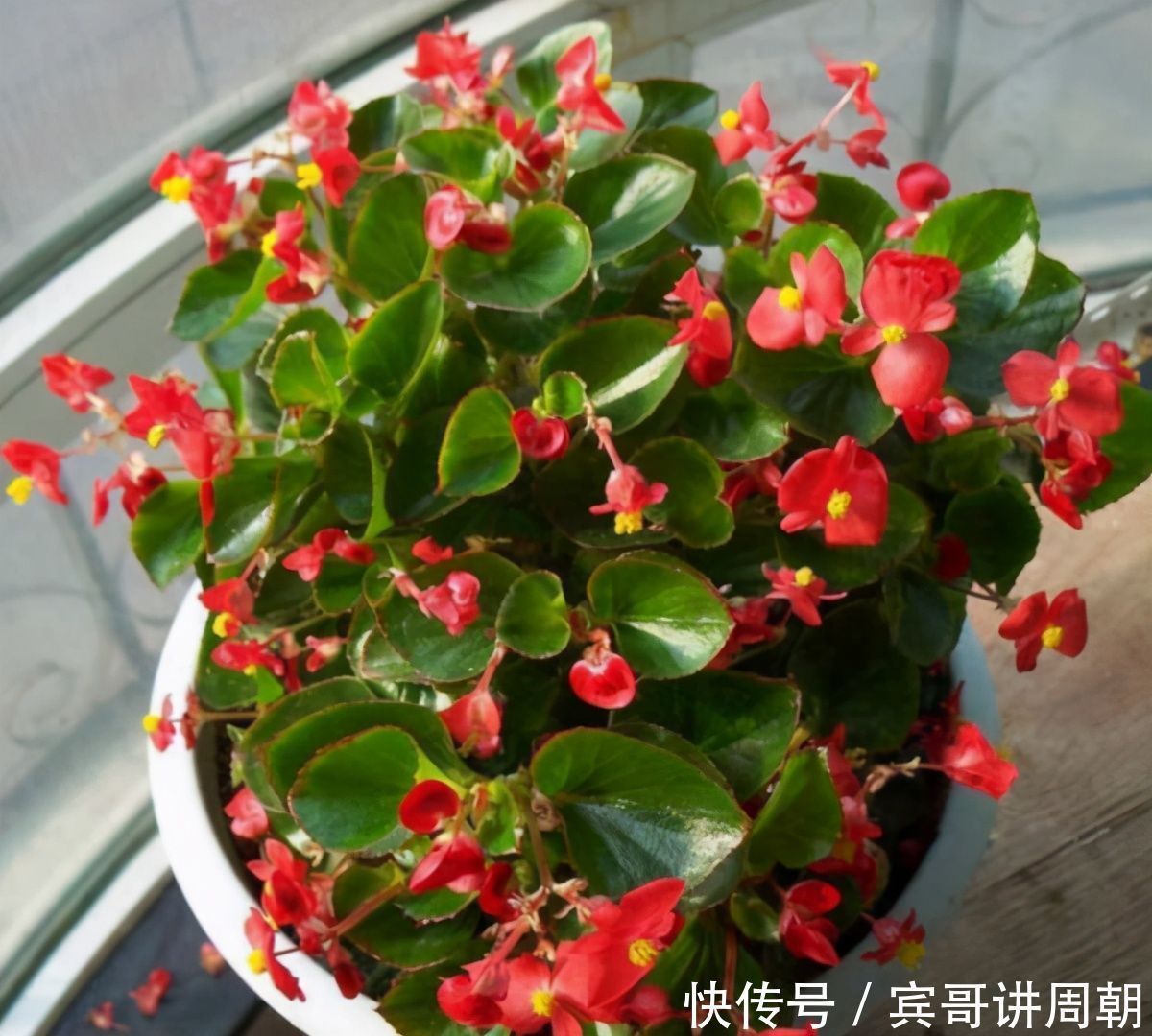 365天都在开花，2种花卉，开花能力强，一开开一年