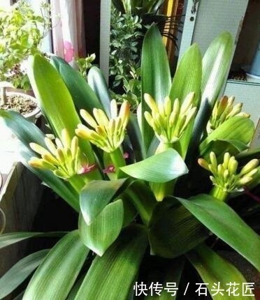 蚯蚓|养20年的君子兰,长得就像“大白菜”,一盆就能长8根花箭