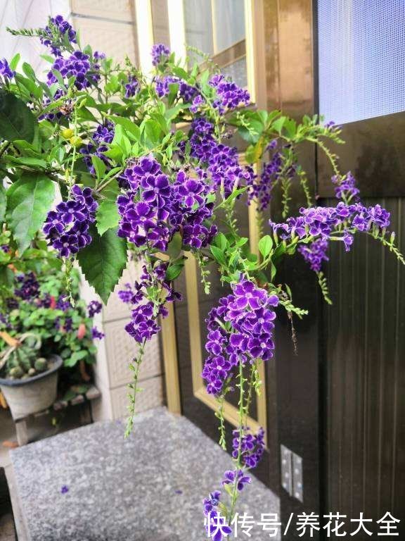 4种“活香水”,养在家里香香的,闻一闻心情都变好