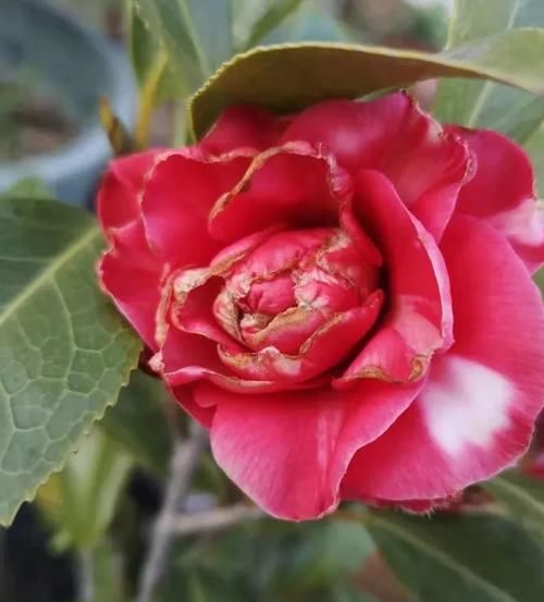  茶花的花苞没打开就焦边了怎么回事？难逃这6个原因！