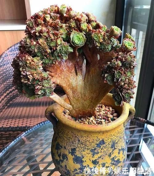 一日三餐|养肉的最高境界,多肉都缀化了,长成了小树桩,像极了孔雀开屏