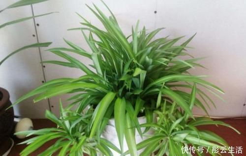 松土|养花浇水后,多注意此3点,轻松“躲避”积水烂根困扰