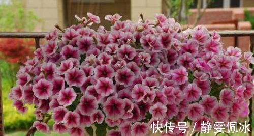 盆栽|刚刚接触养花,盆栽什么好?那就选此3款,成本低、观赏性高