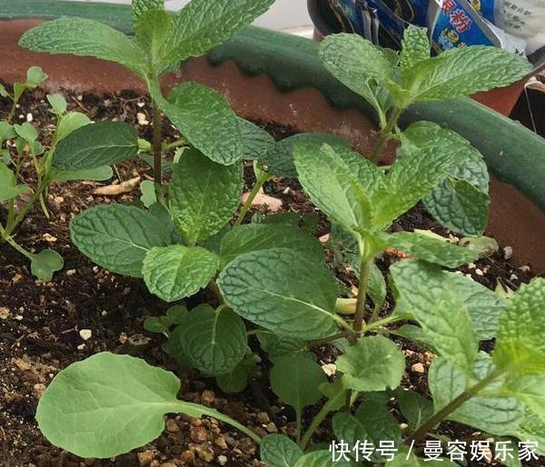 卧室长期放盆栽,失眠的人就选2种,好看又好养,净化效果好