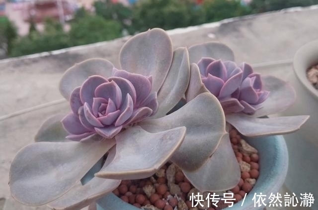 阳台党打心底里喜欢的多肉很少,紫珍珠算一个,群生老桩最漂亮
