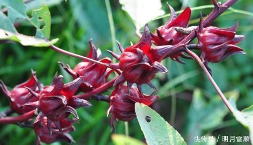 路边1种野花,人称洛神花,种盆里也好看,你见过没?