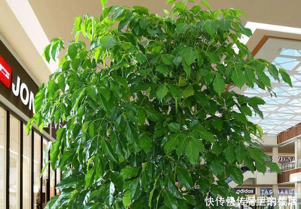 这“4种花”再穷也要养,还能带来财运,难怪有钱人家都会摆放