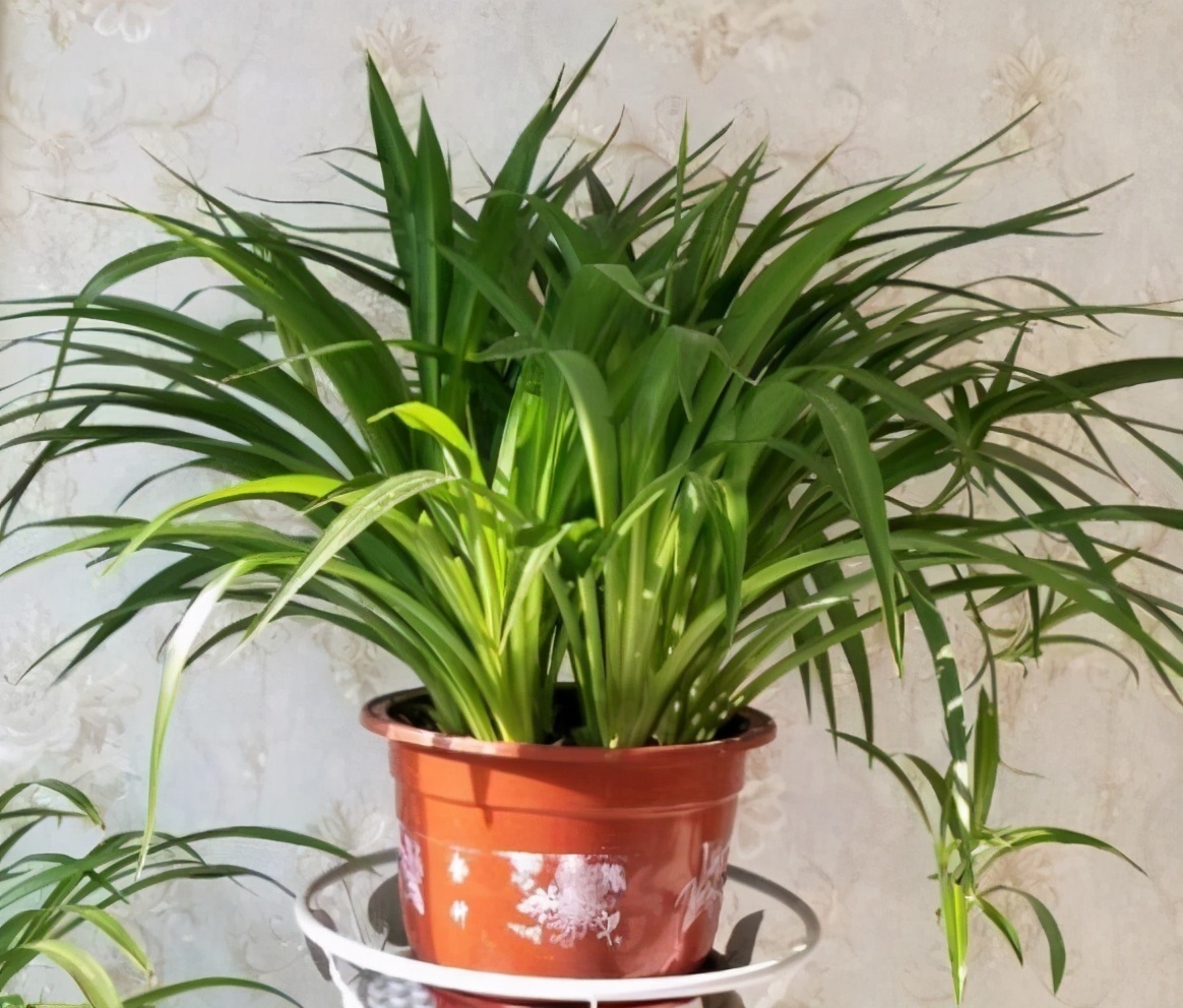 立秋后,3种花要及时“翻盆”,不然影响“生长”和开花