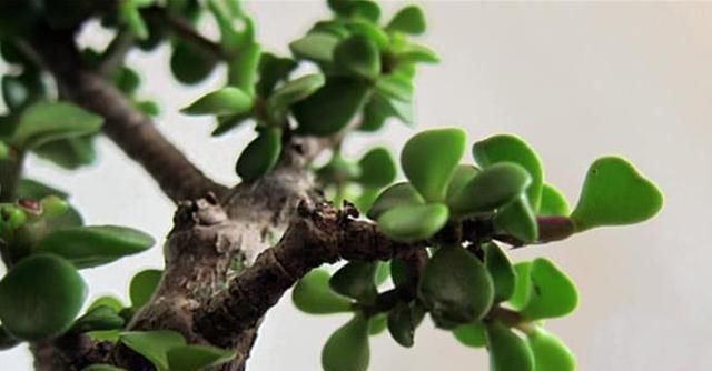 养马齿苋树|马齿苋树太廉价一根枝条,一碗汤,长成老桩,变“万元盆景”