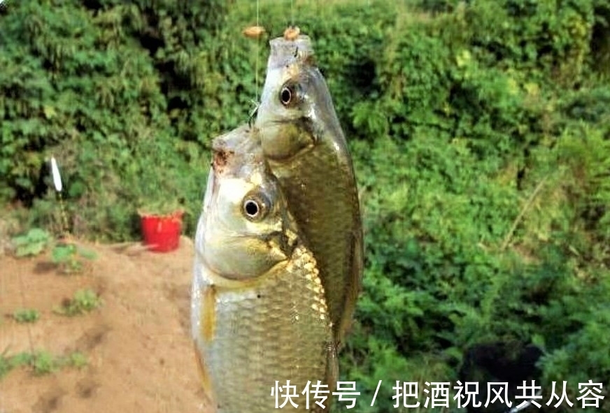 秋天钓鱼与夏季钓鱼有什么不同?通过这几方面的改变,不爆护都难