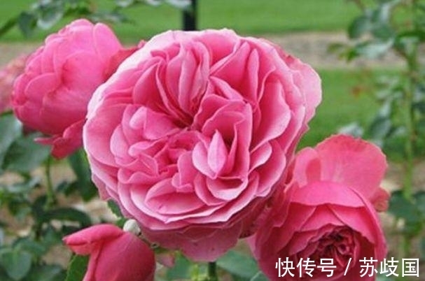 长寿花|阳台养花就选4种,一开就是大半年,漂亮又好养,四季花开不断