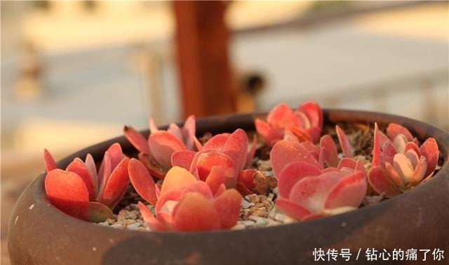 唐印，从菜到萌，从一到多！