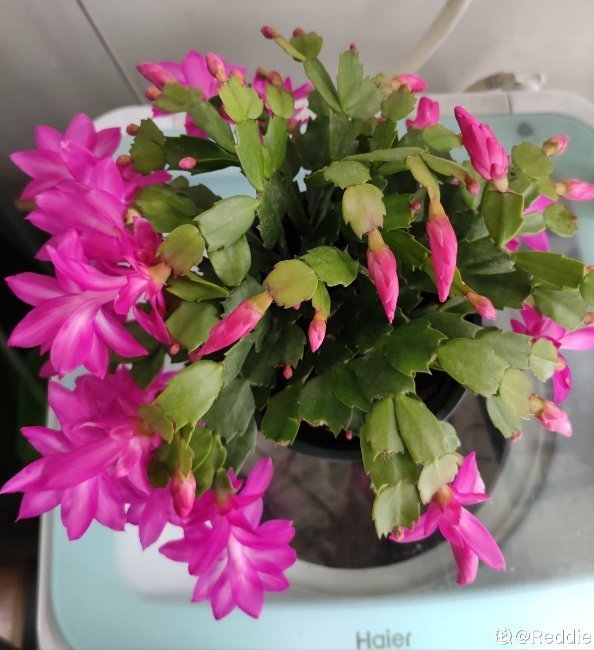 蟹爪兰度夏后，干瘪低垂没精神，4个方法重换新生