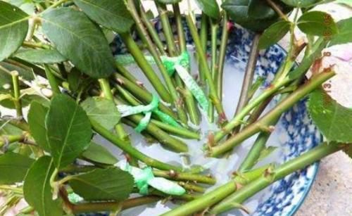 10年老花农养花从不买花肥，2种花肥简单易得，养一盆旺一盆