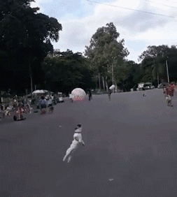 |搞笑GIF:百鸟朝凤图低价出售,多出的几只就当赠送的