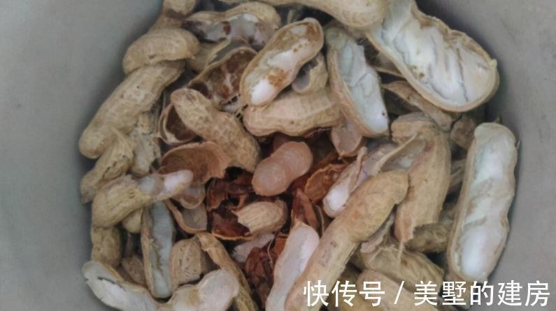 虫害性|入秋后天渐凉,养多肉用这3种“特效水”,叶子越发透亮肥美