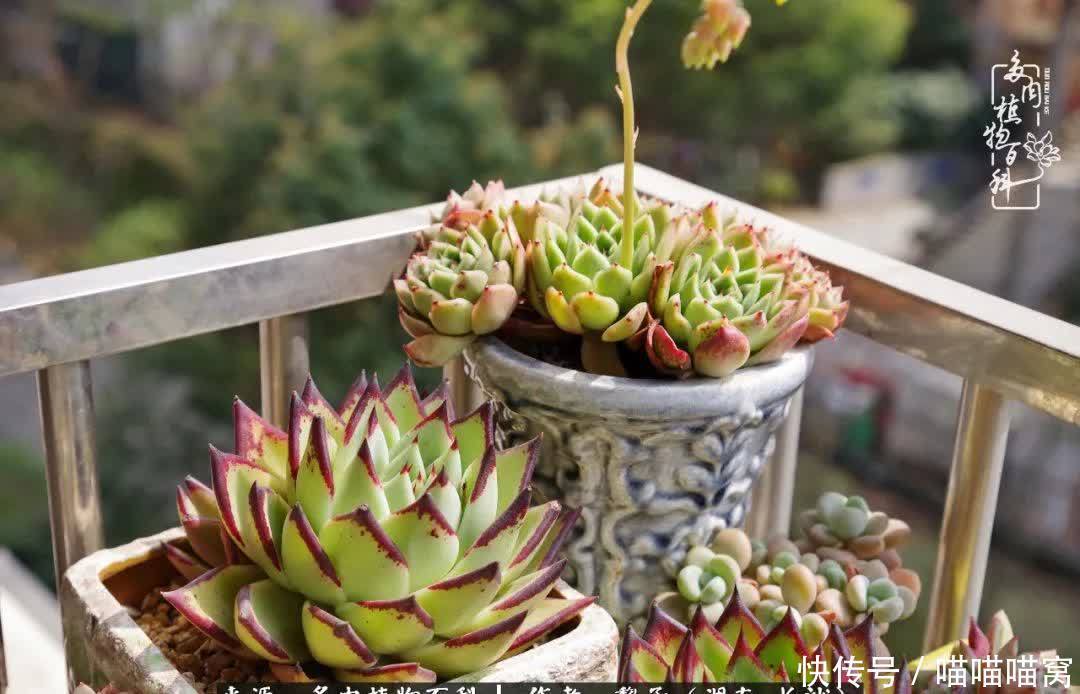 最温暖不过人间烟火,来自逆挂区的多肉!