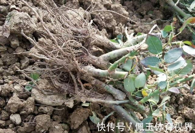 月季|一个月狂卖4万多件,老桩月季收割了多少人的智商税