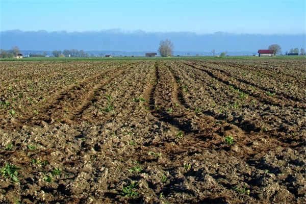 婆家|已婚女子户口在娘家,土地确权有份吗听内行人说完,瞬间明白了