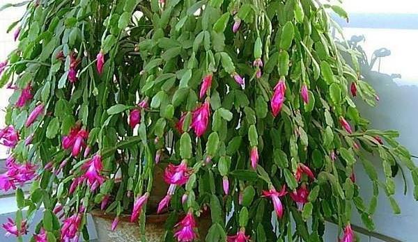 3种花一定不能饿着,学会此样做,开花一茬接一茬