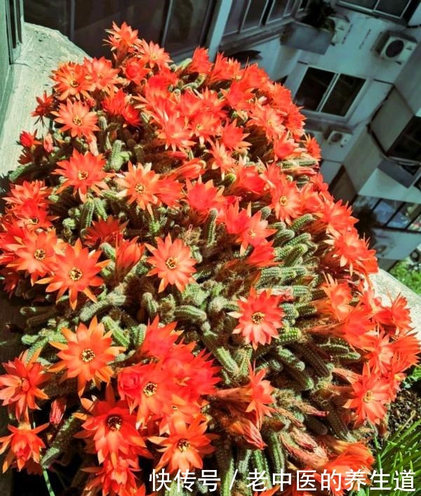 比玉坠还能长的多肉,夏天开花真漂亮,挤爆花盆很轻松!