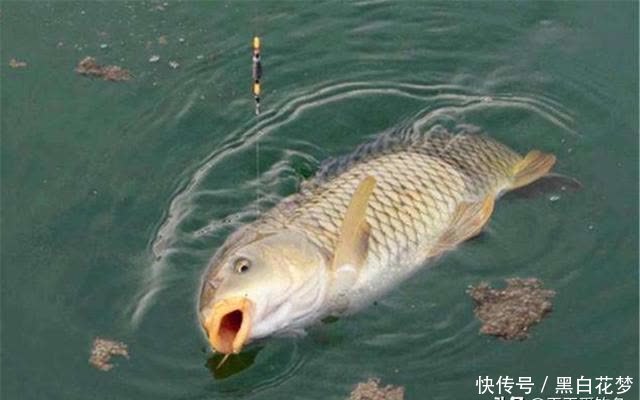 钓鱼技巧:搓饵和拉饵的应用技巧,饵料状态用得好,咬钩量会翻倍