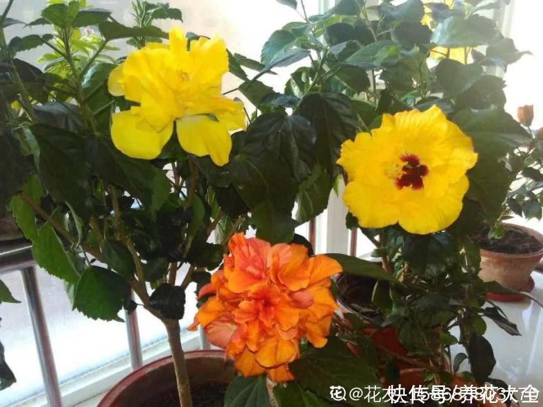 冬天好养的花,皮实不娇气,颜值高上档次,咋养都开花