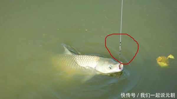 野钓如何运用长短子线,以及子线粗细选择的一些方法