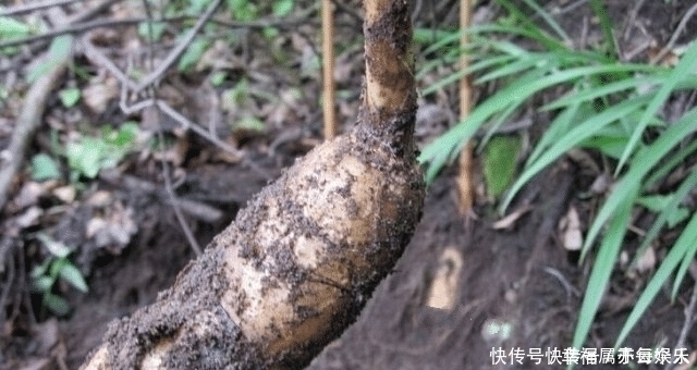 它稀少珍贵，野生难求，请谨记外貌，见到别采挖