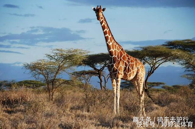 厕所|外出游玩上厕所时,厕所门上标志是大象和长颈鹿,如何区分男女