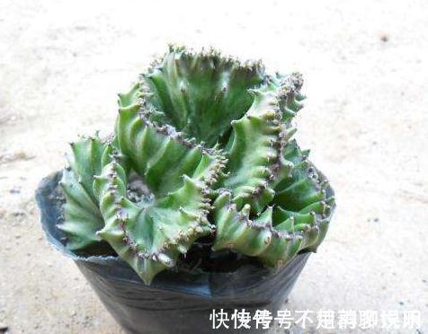 超哥|条件再差,这“3盆花”也要养一盆,镇宅又养人,除湿气、去异味