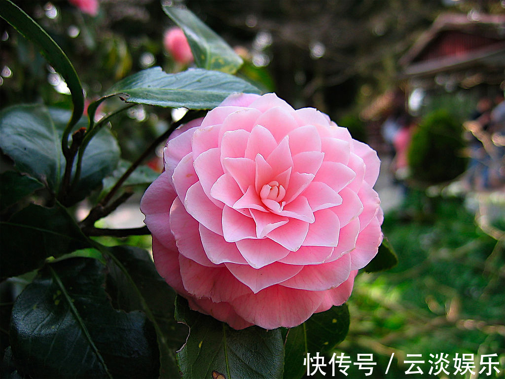 花卉|家中茶花生长慢，用上这“2物”，侧枝“直冒”，长成“大花灯”