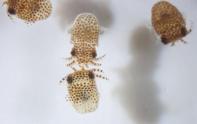 飞行器 SpaceX将送5000只水熊和128只鱿鱼到太空做极限测试