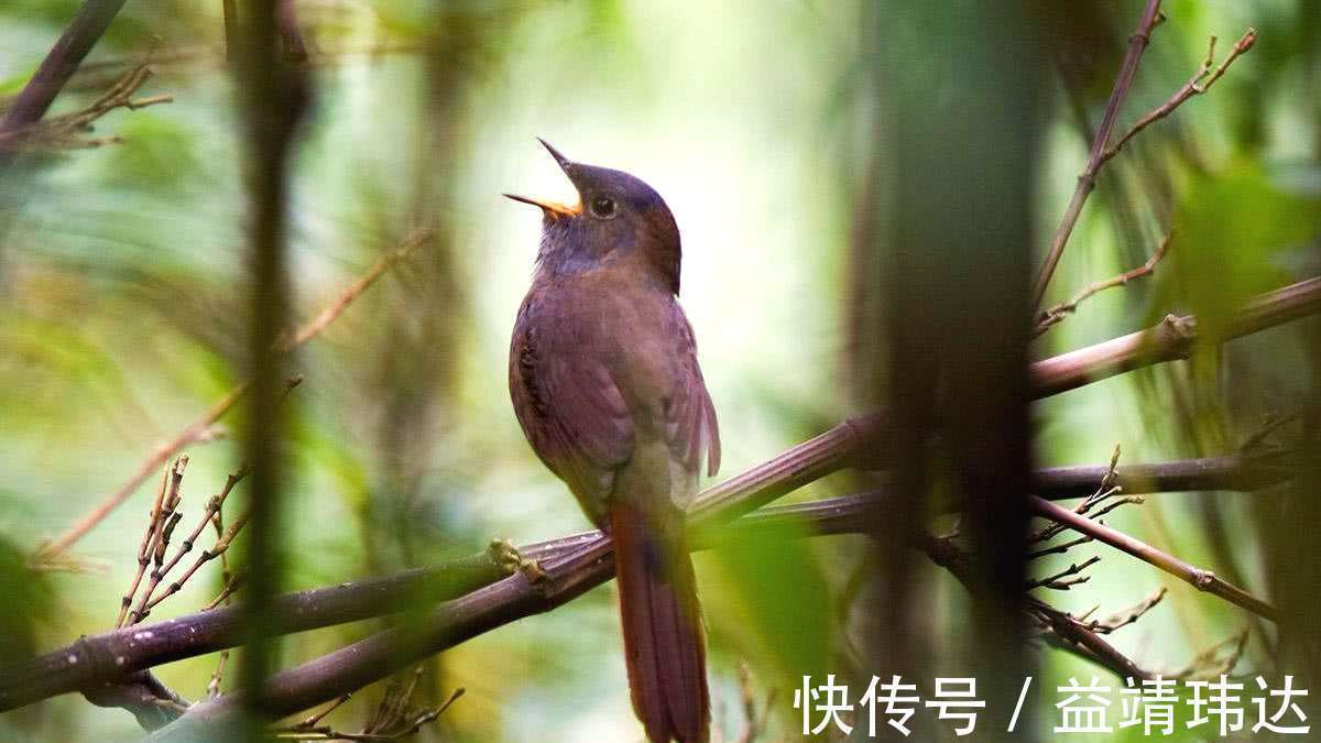 下联&上联“母鸡下蛋，谷多谷多，只有一个”，才子对出下联，堪称经典