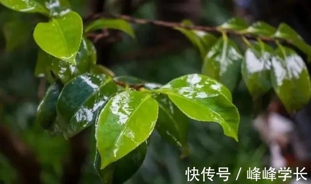 秋雨|诗词｜30句秋天的古诗词，愿你天凉好个秋！