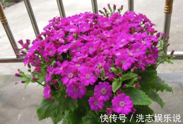 家中有阳台就养3种花，盆栽好养又漂亮，一年四季花开不断