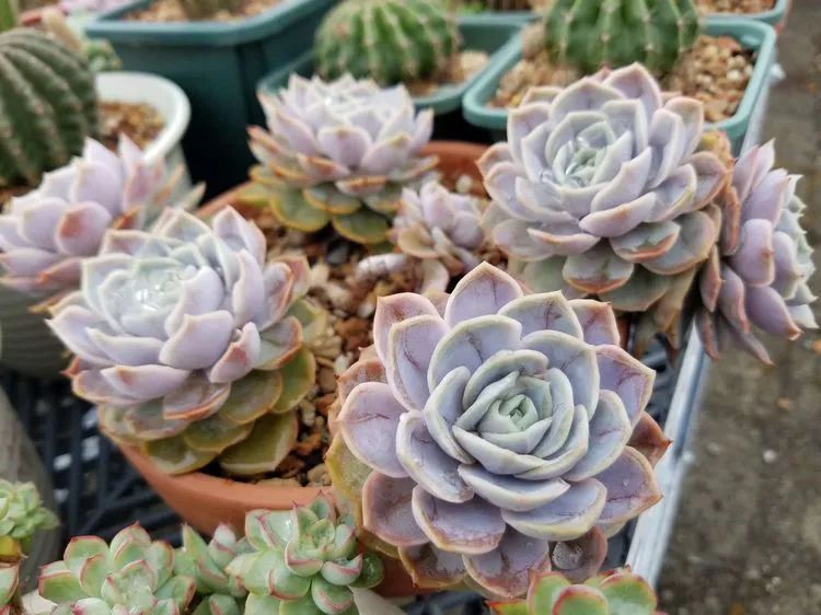 养肉三年，分享养肉经验，谈谈适合逆开挂区的多肉！