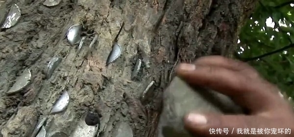 真相|树上长满硬币,大伙称它为“摇钱树”,背后的真相让人佩服