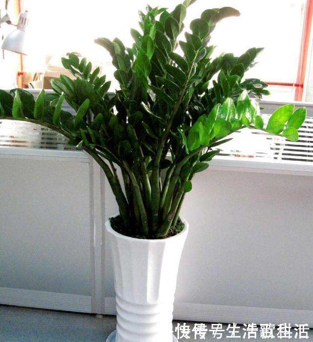 幸福树|不管什么花都放在阳台上,太拥挤了,这几种花放在客厅寓意更佳