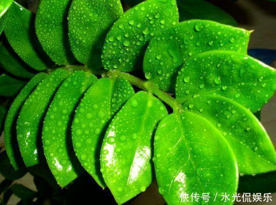 幸福树|平安、幸福和发财,这3种花全有了,寓意好极了,盆景更具观赏性