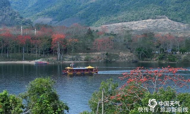 木棉花|海南昌江：木棉花进入盛开期 花朵绽放红似火