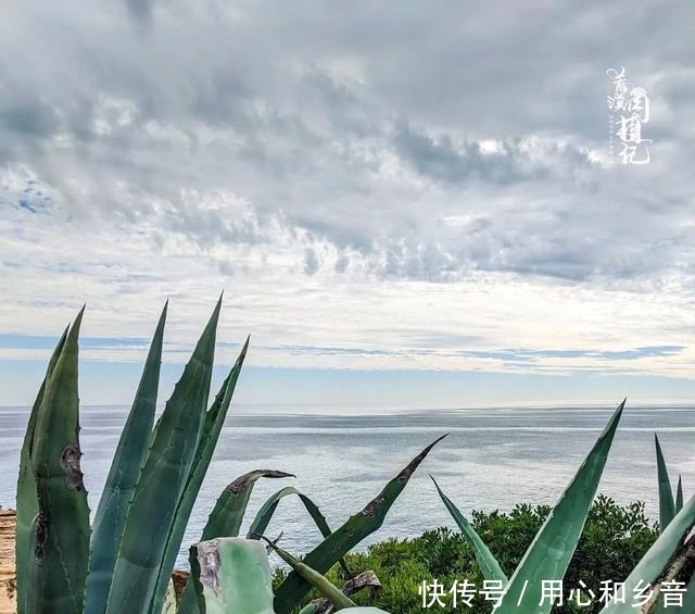 原以为龙舌兰是小家碧玉,没想到竟然可以长这么高!