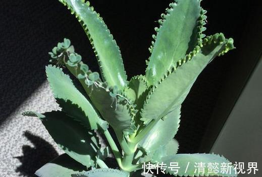 不死鸟|听名字以为是鸟,实际是“养不死”的绿植,不浇水都能蹭蹭长